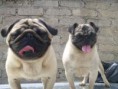 /album/fotogaleria-inicio/cachorros-pug-vc-13869-mlm20081148574-042014-o-jpg/
