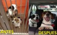 /album/fotogaleria-inicio/fotos-perros-antes-y-despues-jpg/